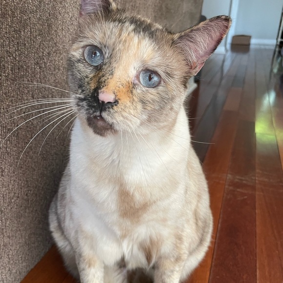 🎀 Meet Your Seller 🎀 - Picture 4 of 5